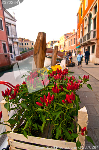 Image of Venice Italy red chili pepper plant 