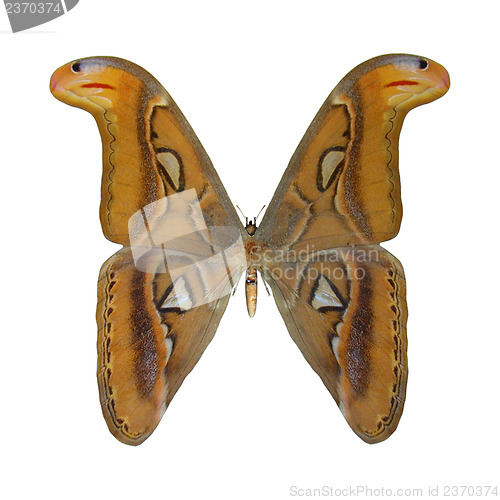 Image of Atlas Moth