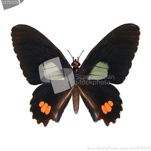 Image of  Red-spotted Swallowtail 