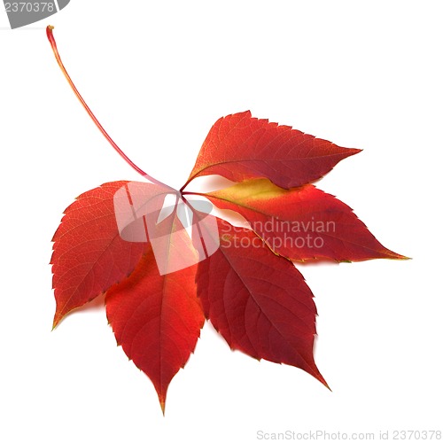 Image of Autumn red leaf