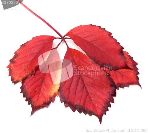 Image of Red autumn leaf on white background