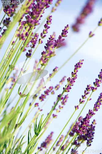 Image of Lavender flowers 