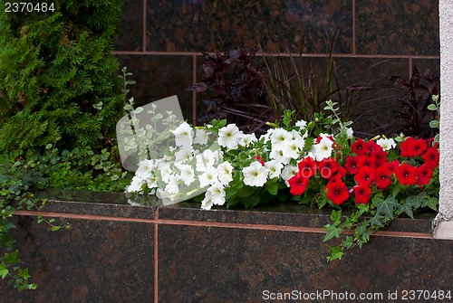 Image of Flowers on marble.