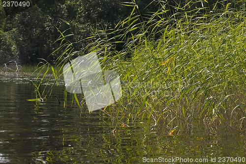 Image of The coastal sedge.