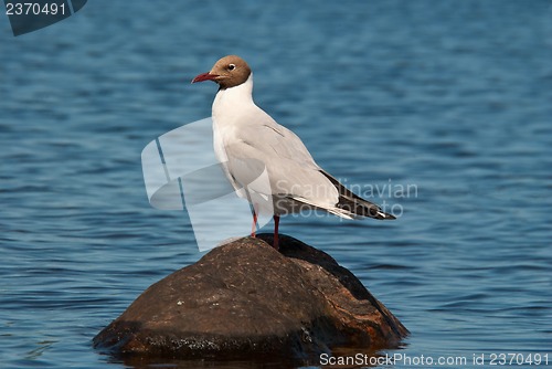 Image of Seagull on the stone.