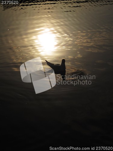 Image of bird on water