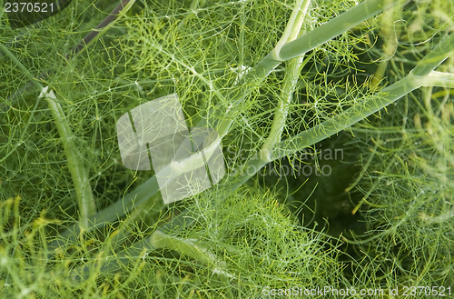 Image of Fennel closeup