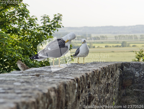 Image of Gulls in France