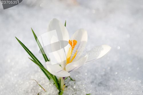 Image of saffron crocus white spring bloom closeup in snow 