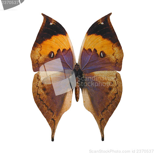 Image of Indian Leaf Butterfly