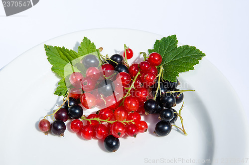 Image of Currants