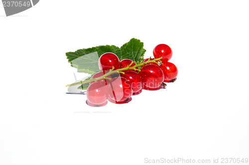 Image of Red currants