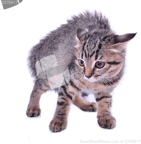 Image of scared kitten