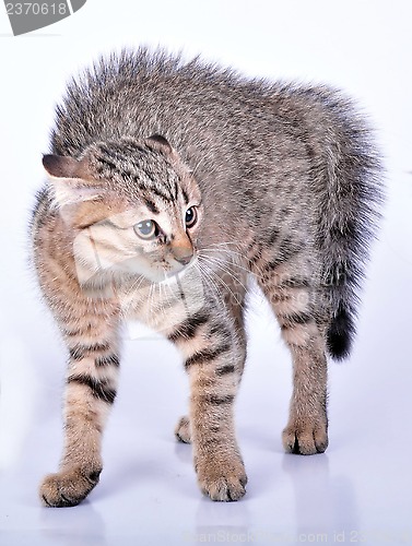 Image of small Scottish straight kitten looking scared