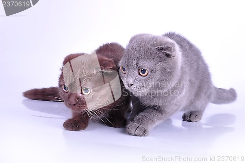 Image of two Scottish foldt kittens walking towards