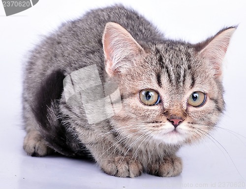 Image of cute little kitten carrying a wool ball looking 