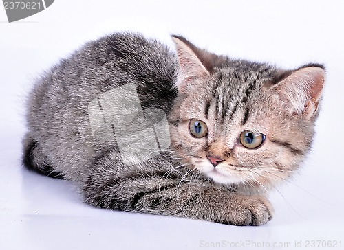 Image of little kitten looking aside