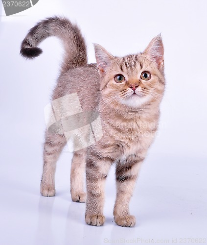 Image of small Scottish straight kitten walking towards