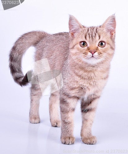 Image of beautiful Scottish straight kitten walking towards