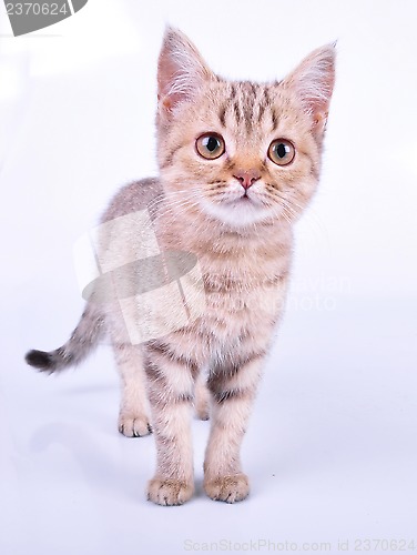 Image of small Scottish straight kitten walking towards