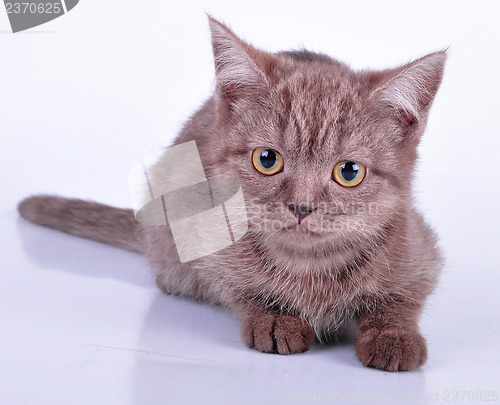 Image of little chocolate kitten looking at camera