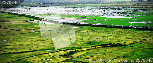 Image of Rice fields