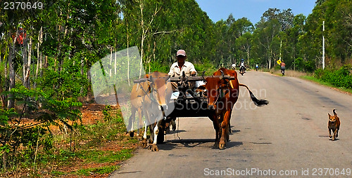 Image of Oxcart 