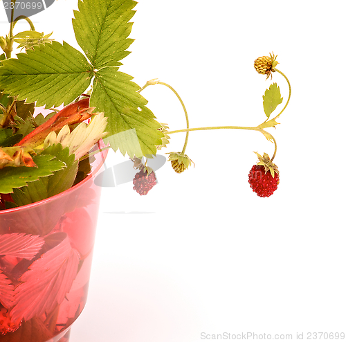 Image of Wild Strawberries