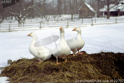 Image of Geese