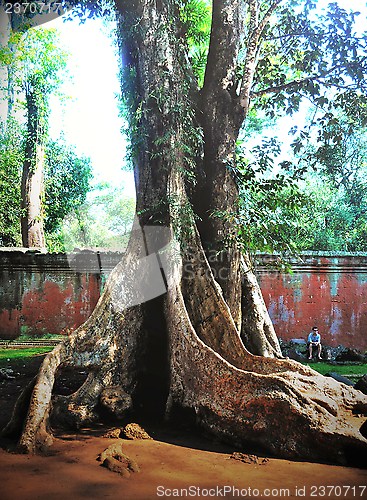 Image of Giant tree - little man