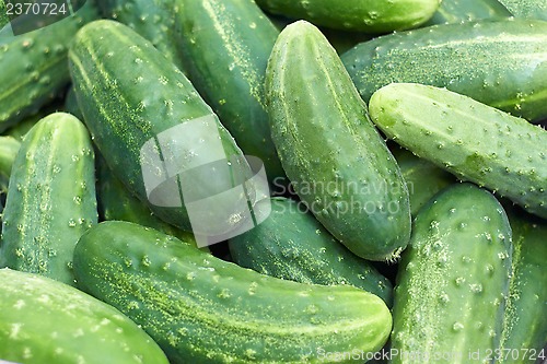 Image of Pile of fresh green cucumbers