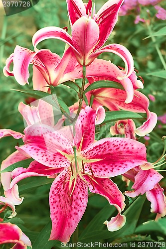 Image of Lily flowers on flowerbed