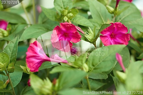 Image of Red flowers in flowerbed