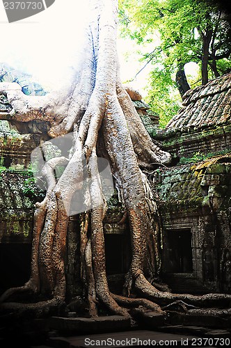 Image of Temple of trees