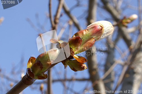 Image of Spring bud