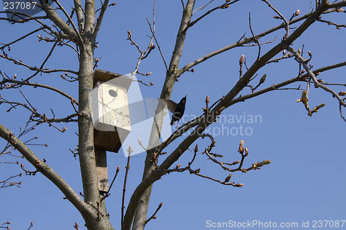 Image of Spring in the yard- starling by his nesting-box