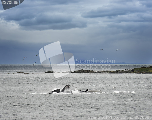 Image of Humpback Whales  Feeding