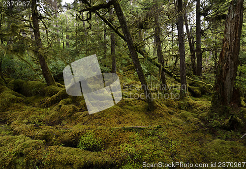 Image of Rain Forest