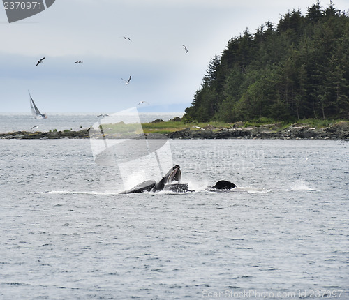 Image of Humpback Whales  Feeding