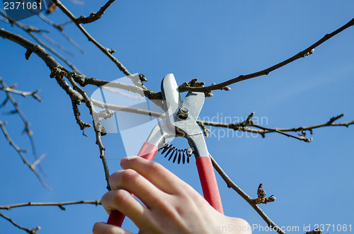 Image of woman hand trim tree twig clipper spring garden 