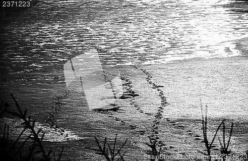 Image of Animal footprints on the ice