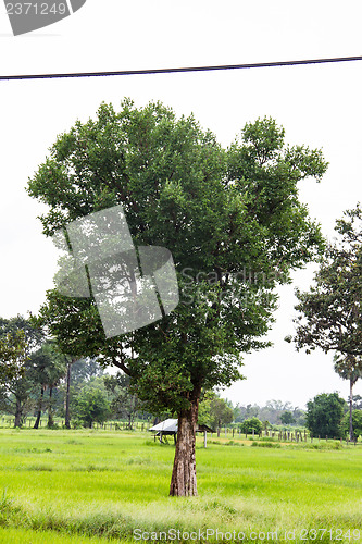 Image of Irvingia malayana tree, Lagerstroemia macrocarpa Wall or Kayu al