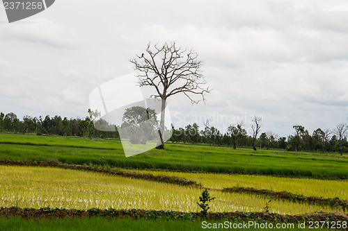 Image of Landscape with a lone tree in a wheat field