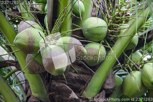 Image of Green coconut on trees