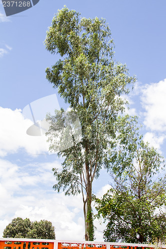 Image of Green beautiful and young eucalyptus tree