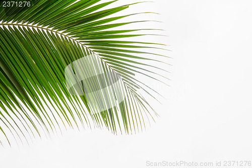 Image of Abstract green leaves background