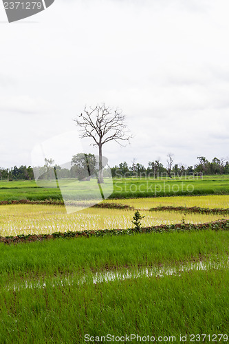 Image of Landscape with a lone tree in a wheat field