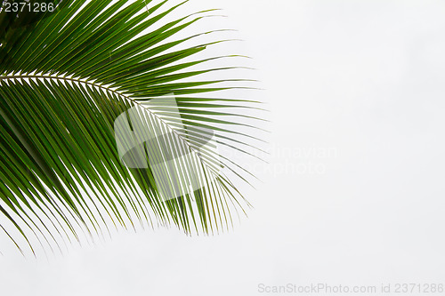 Image of Abstract green leaves background