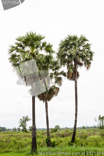 Image of Asian Palmyra palm, Toddy palm, Sugar palm, Cambodian palm (Bora