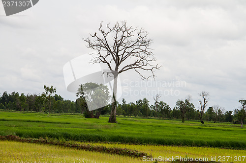 Image of Landscape with a lone tree in a wheat field